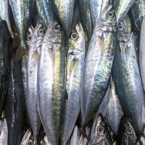 moro moro fish